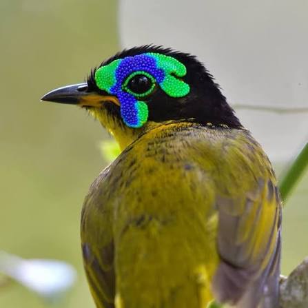 Birdwatching and Lemur Safari in Madagascar