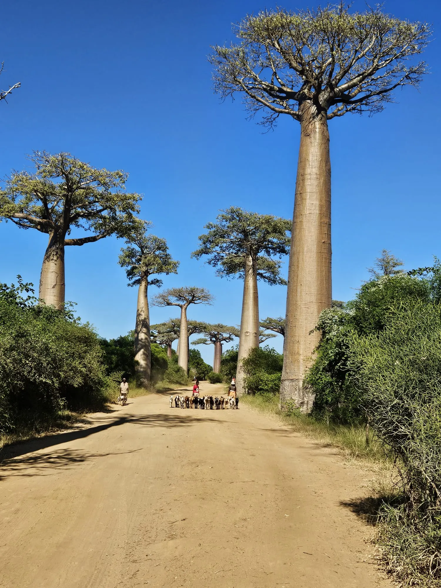 Western Madagascar Honeymoon Escape