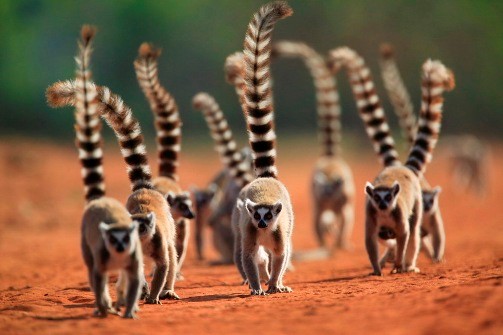 Berenty Reserve