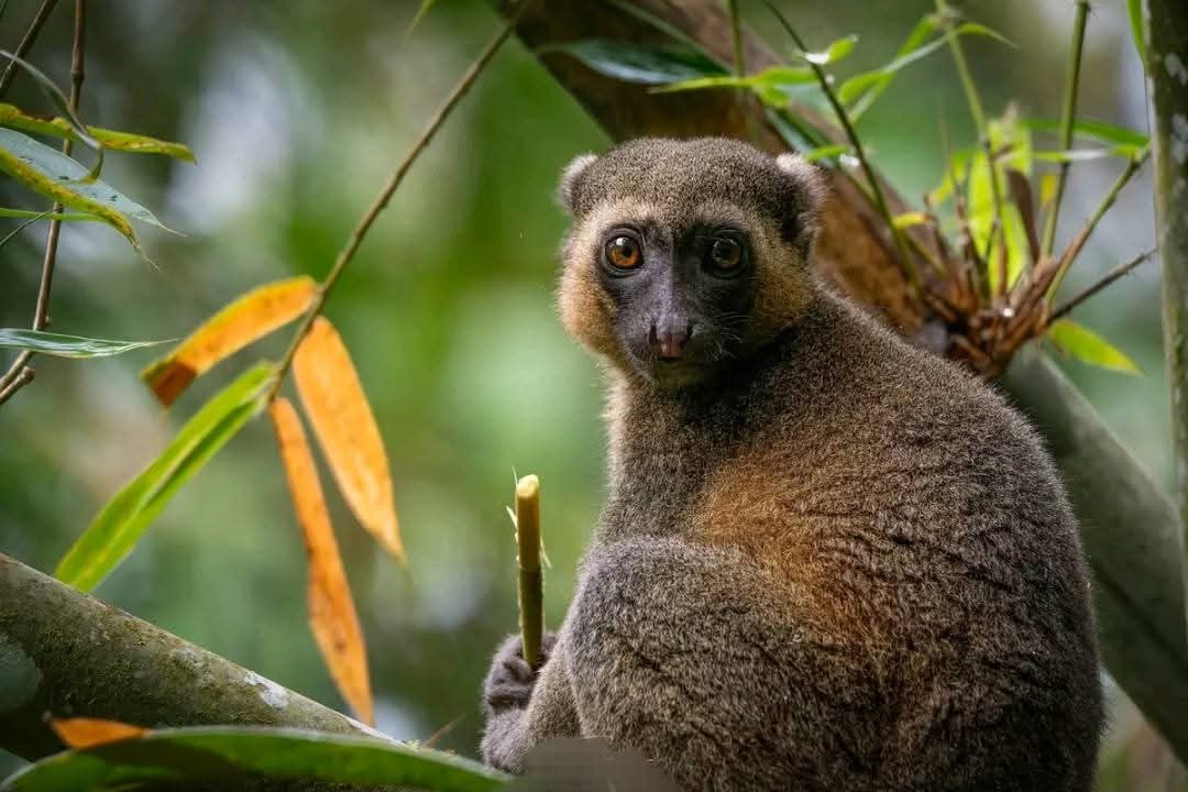 Lemur Park