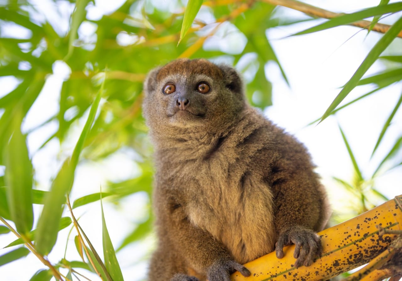 Eastern Rainforest Wildlife Explorer