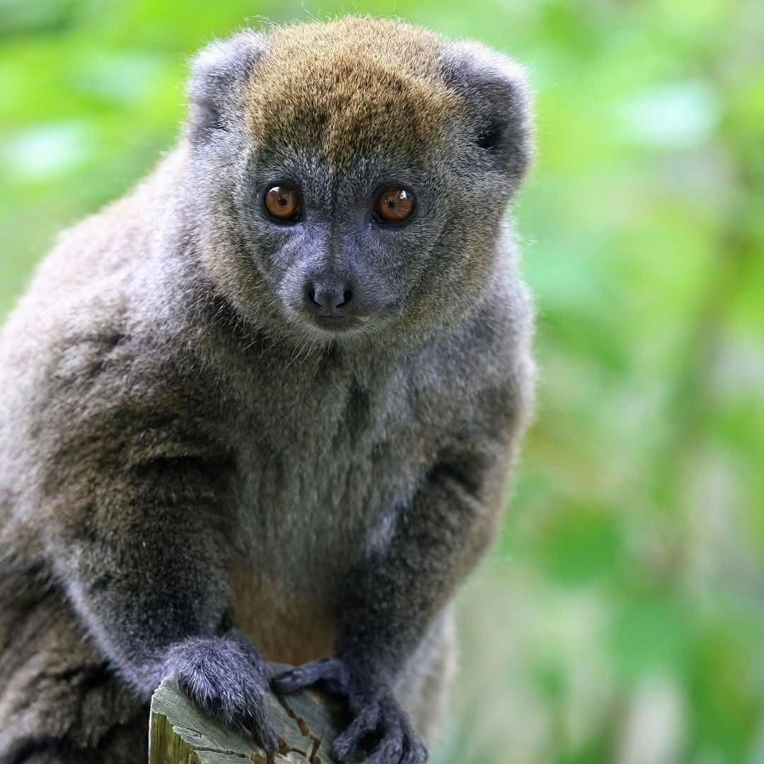 Ranomafana National Park